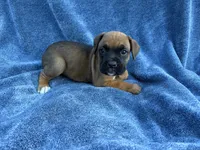Belle, a female Boxer for sale in Caulfield, MO – 6 of 7