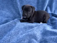 Aurora, a female Boxer for sale in Caulfield, MO – 3 of 6