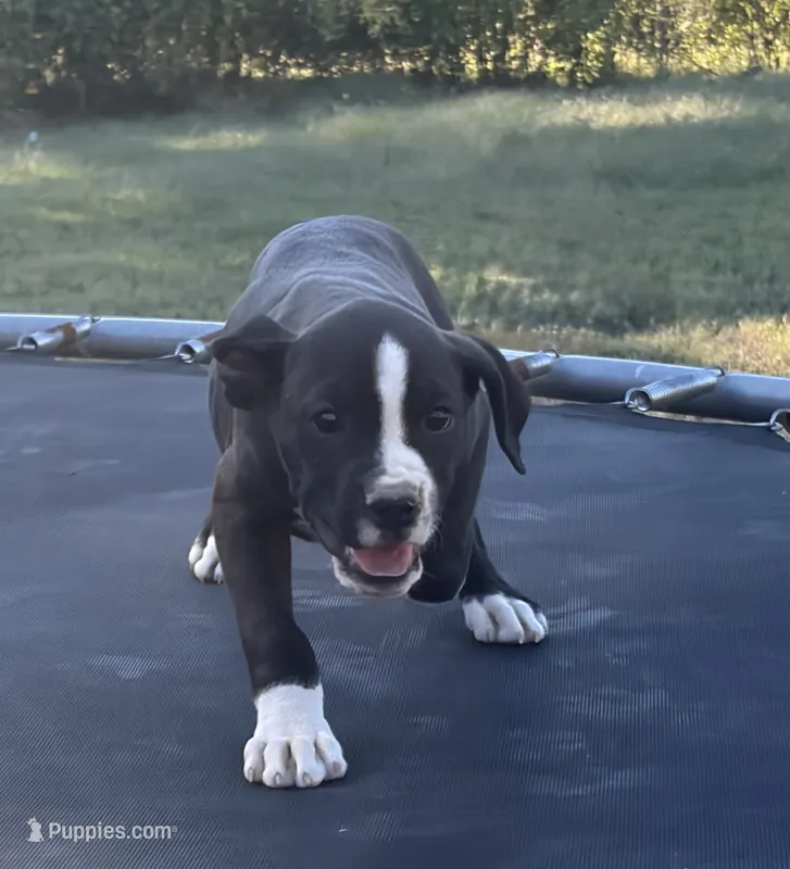 Buzz – Boxer puppy for sale in Caulfield, MO