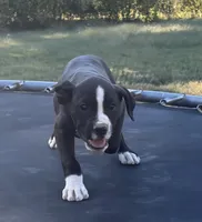 Buzz, a male Boxer for sale in Caulfield, MO – 1 of 10