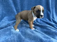 Stella, a female Boxer for sale in Caulfield, MO – 3 of 8