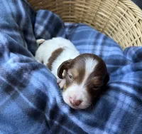 Luca, a male Dachshund for sale in Caulfield, MO – 5 of 8