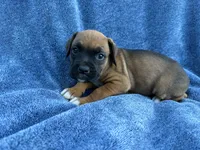 Belle, a female Boxer for sale in Caulfield, MO – 3 of 7