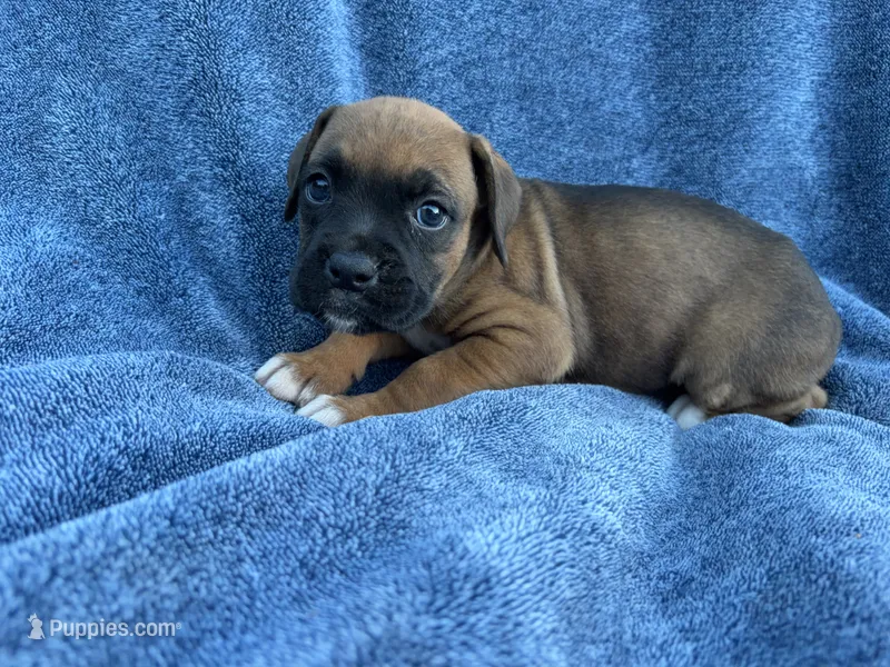 Belle – Boxer puppy for sale in Caulfield, MO