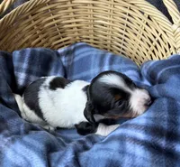 Dottie, a female Dachshund for sale in Caulfield, MO – 5 of 8