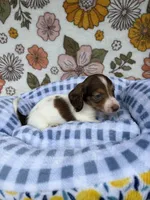 Luca, a male Dachshund for sale in Caulfield, MO – 8 of 10