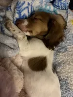 Luca, a male Dachshund for sale in Caulfield, MO – 3 of 10