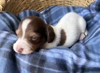 Luca, a male Dachshund for sale in Caulfield, MO – 3 of 8