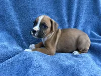 Stella, a female Boxer for sale in Caulfield, MO – 8 of 8