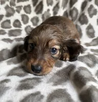Oliver, a male Dachshund for sale in Caulfield, MO – 4 of 6