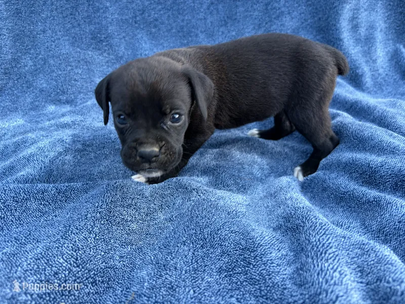 Tink – Boxer puppy for sale in Caulfield, MO
