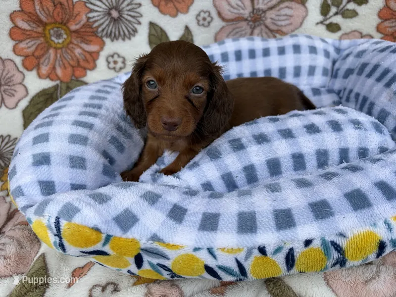 Pickles – Dachshund puppy for sale in Caulfield, MO