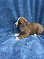 Ben, a male Boxer for sale in Caulfield, MO – 3 of 9