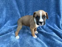 Stella, a female Boxer for sale in Caulfield, MO – 2 of 8