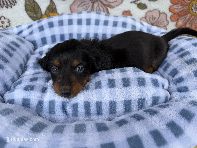 Dusty – Dachshund puppy for sale in Caulfield, MO