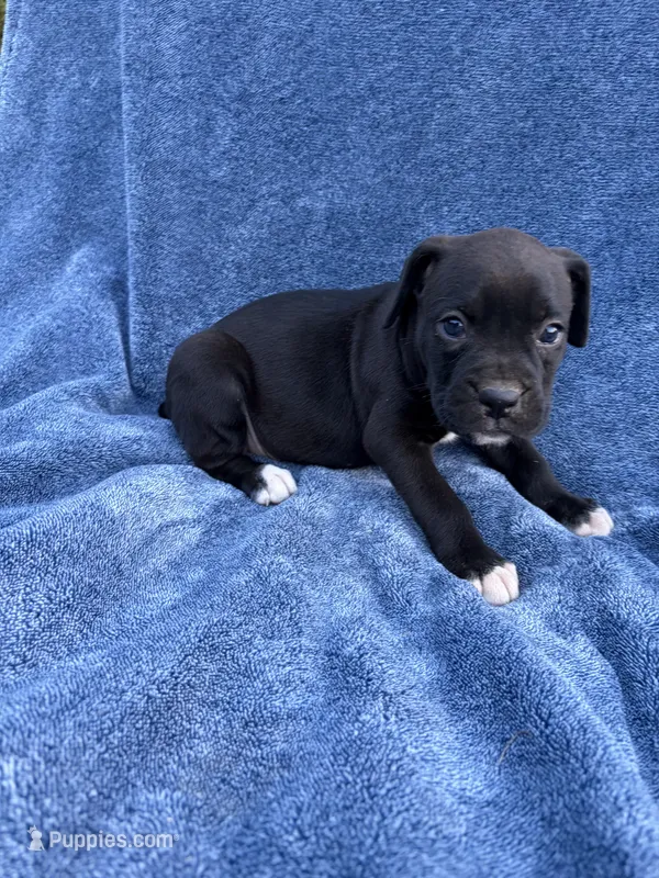 Jasmine – Boxer puppy for sale in Caulfield, MO
