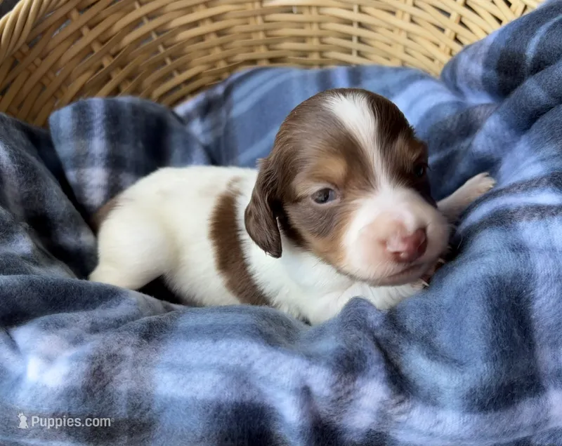 Luca – Dachshund puppy for sale in Caulfield, MO