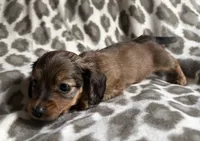 Lilo, a female Dachshund for sale in Caulfield, MO – 4 of 6