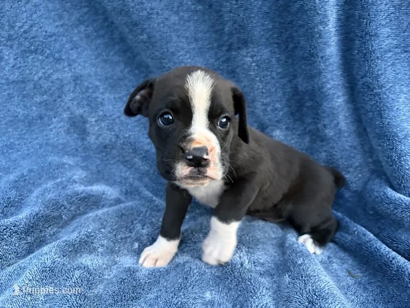 Buzz – Boxer puppy for sale in Caulfield, MO