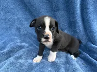 Buzz, a male Boxer for sale in Caulfield, MO – 1 of 7
