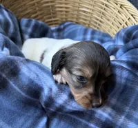 Hannah , a female Dachshund for sale in Caulfield, MO – 6 of 7