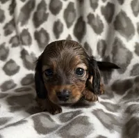 Lilo, a female Dachshund for sale in Caulfield, MO – 2 of 6