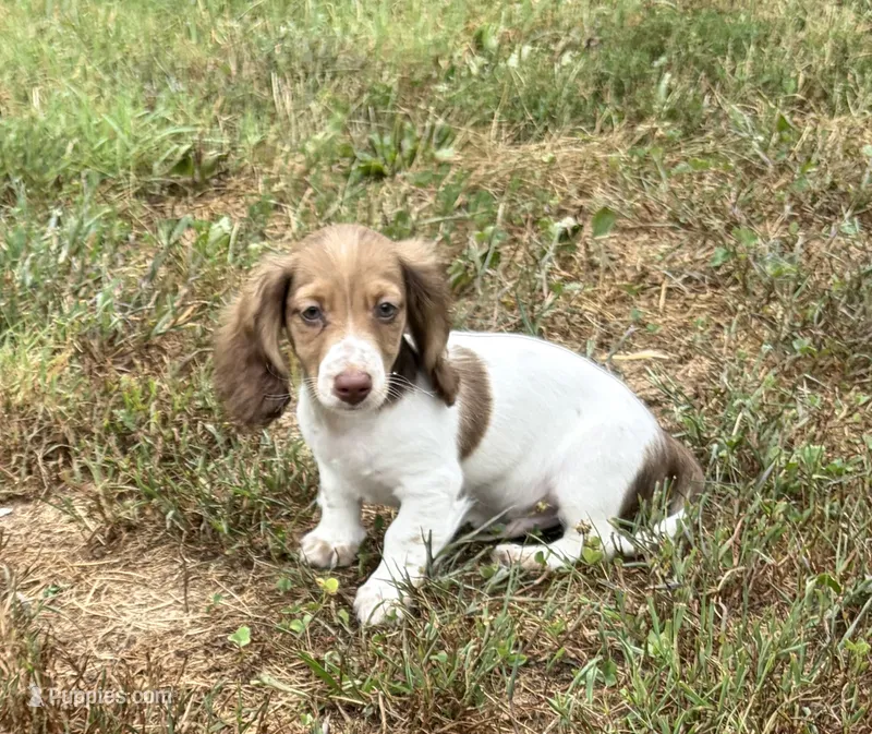 Luca – Dachshund puppy for sale in Caulfield, MO