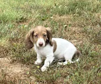 Luca, a male Dachshund for sale in Caulfield, MO – 1 of 10