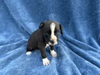 Buzz, a male Boxer for sale in Caulfield, MO – 3 of 7
