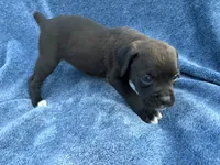 Ariel, a female Boxer for sale in Caulfield, MO – 5 of 6