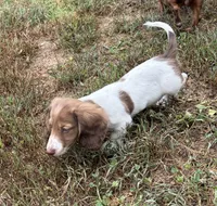 Luca, a male Dachshund for sale in Caulfield, MO – 5 of 10