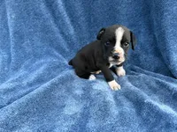 Buzz, a male Boxer for sale in Caulfield, MO – 6 of 7