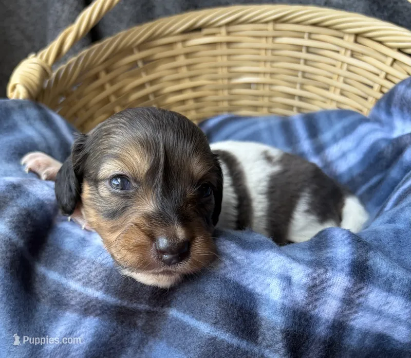 Hannah  – Dachshund puppy for sale in Caulfield, MO