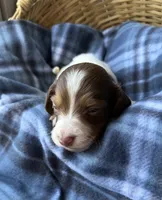 Luca, a male Dachshund for sale in Caulfield, MO – 8 of 8