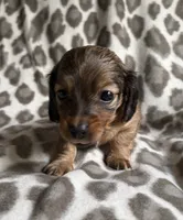 Lilo, a female Dachshund for sale in Caulfield, MO – 3 of 6