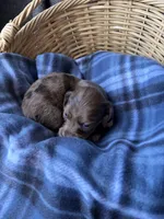 Hazel, a female Dachshund for sale in Caulfield, MO – 4 of 8