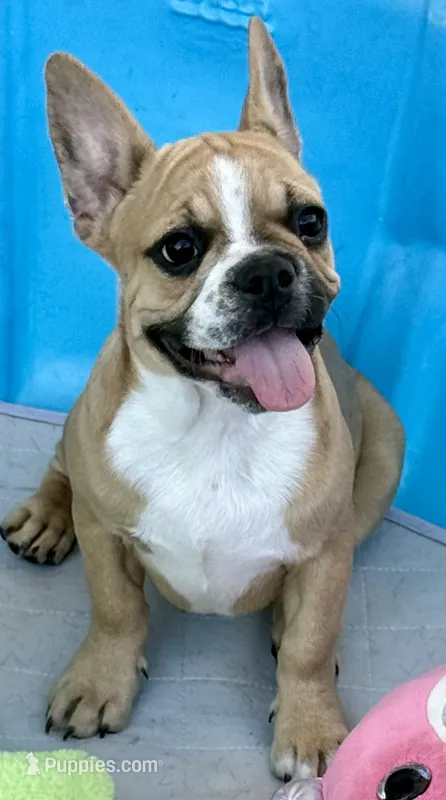 Little girl – Frenchton puppy for sale in Phelan, CA