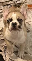 Little girl 4, a female Frenchton for sale in Phelan, CA – 3 of 10
