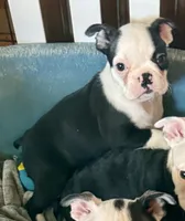 Little girl, a female Boston Terrier for sale in Phelan, CA – 3 of 8