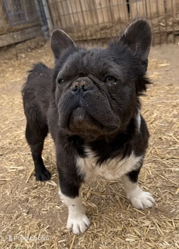 Max – French Bulldog puppy for sale in Phelan, CA