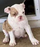 Little red merle girl, a female Frenchton for sale in Phelan, CA – 4 of 6