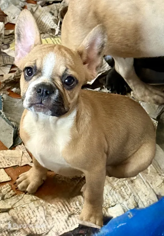 Little girl 2 – Frenchton puppy for sale in Phelan, CA