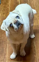 Brindle boy, a male Pug and Frenchton for sale in Phelan, CA – 9 of 9