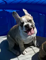 Red merle girl, a female Frenchton for sale in Phelan, CA – 6 of 8