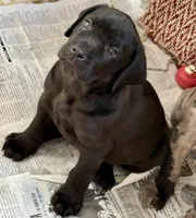 Beautiful black female!, a female Cane Corso for sale in Phelan, CA – Photo 4 of 8
