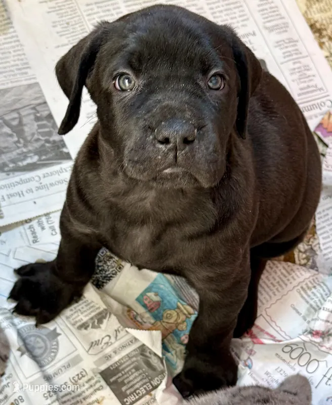Beautiful black female! – Cane Corso puppy for sale in Phelan, CA