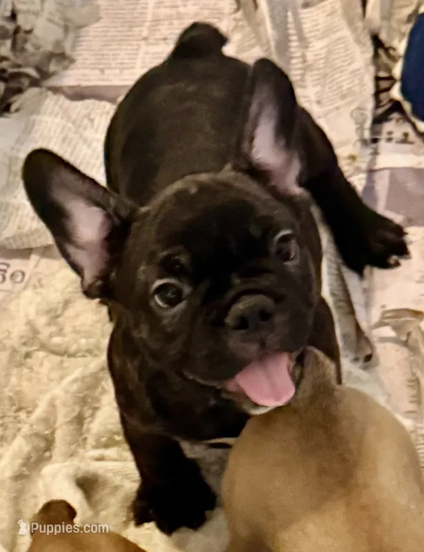 Black brindle boy – Frenchton puppy for sale in Phelan, CA
