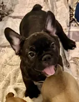 Black brindle boy, a male Frenchton for sale in Phelan, CA – 1 of 6