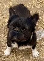 Max, a male French Bulldog for sale in Phelan, CA – 2 of 8