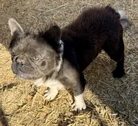 Max, a male French Bulldog for sale in Phelan, CA – 5 of 8